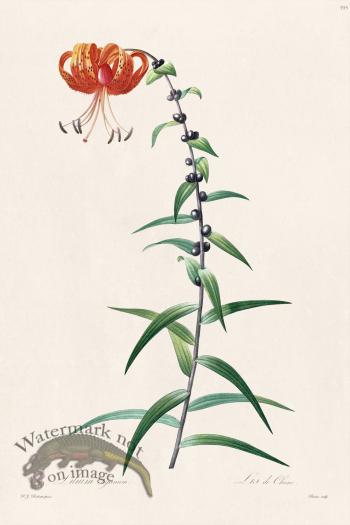 Les Liliacees Redoute 395